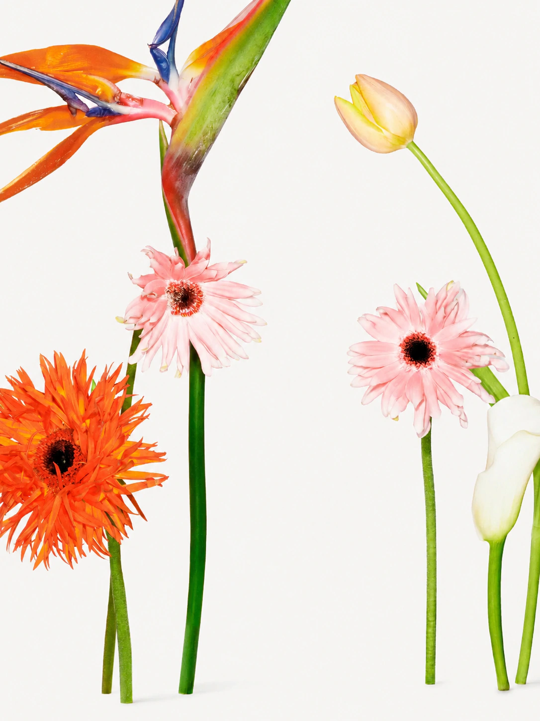 Flower backdrop